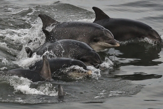 Bottlenose dolphins, credit Emily Cunningham