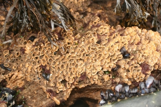 Honeycomb worm