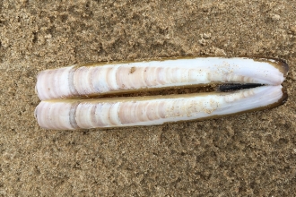 Razor shell on sand