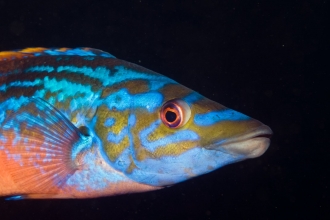 Cuckoo wrasse