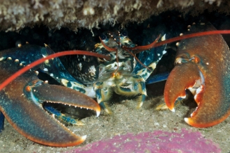 Common lobster