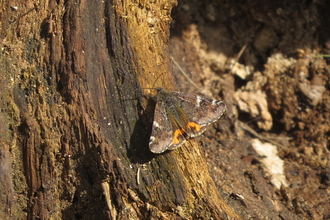 Orange underwing