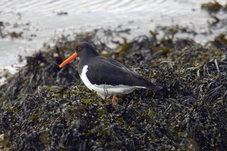 Oyster catcher