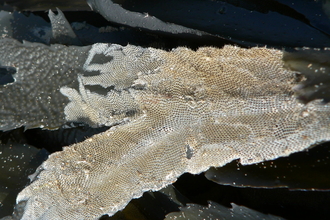 Bryozoan, sea mat