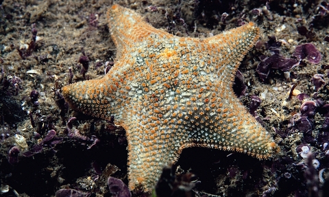 cushion star