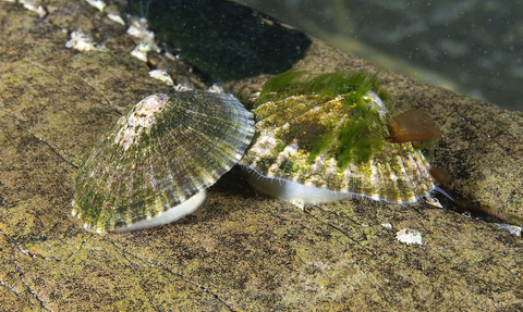 Limpets in dispute Dr Paul Naylor