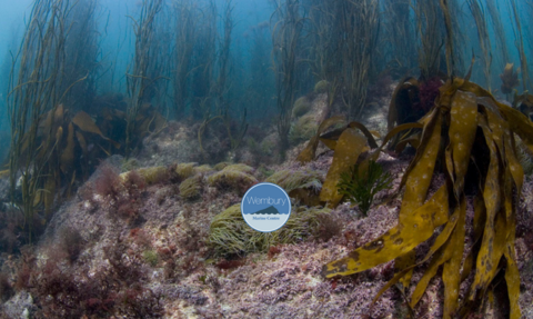 Thongweed with snakelocks anemone and kelp