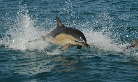Common dolphin Adrian Langdon