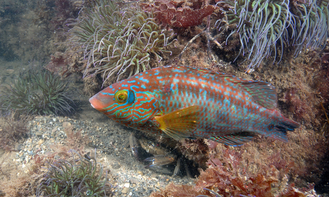 Corkwing wrasse Paul Naylor