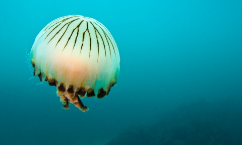 Compass Jellyfish