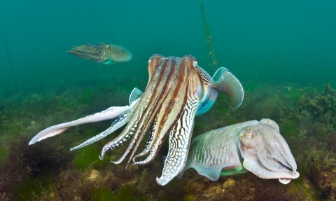 A male common cuttlefish (Sepia officinalis) closely guards his mate (right), caressing her with his tentacles as he displays to a rival male in the background.