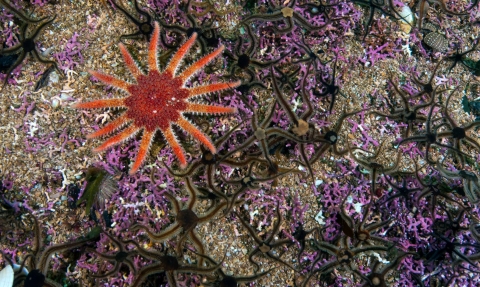 A common sunstar hunting on maerl (a pink calcareous algae) as brittlestars flee