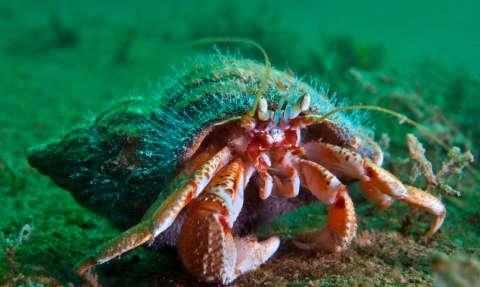 A portrait of a common hermit crab whose borrowed mollusc shell home is covered in the hydroid