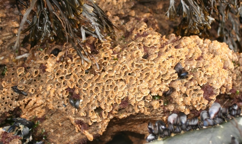 Honeycomb worm