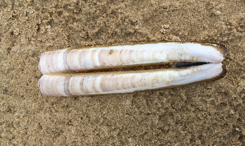 Razor shell