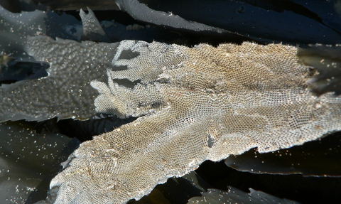 Bryozoan, sea mat