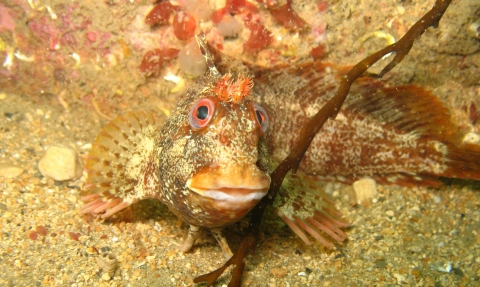 Tompot blenny