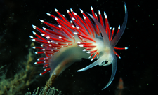 sea slug Paul Naylor