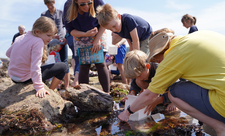 Rockpool Safari at Wembury