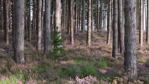 Coniferous plantation