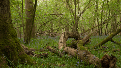 Lowland mixed oak and ash wood