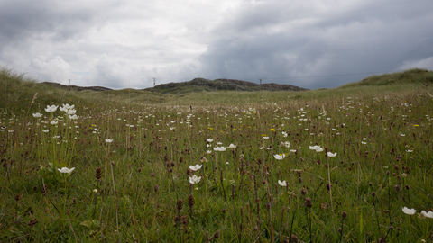 Machair