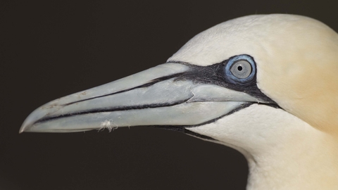 Gannet 