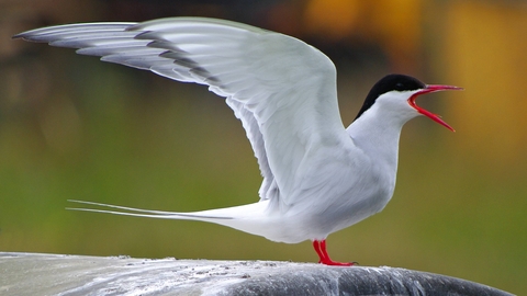 Arctic Tern