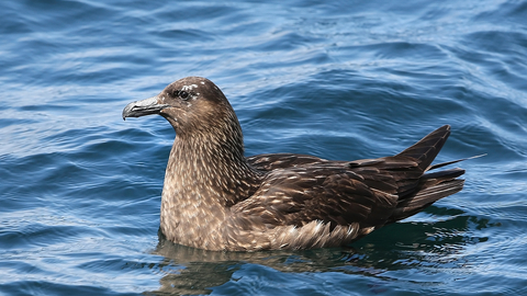 Great Skua