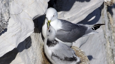 Kittiwake chick at nest