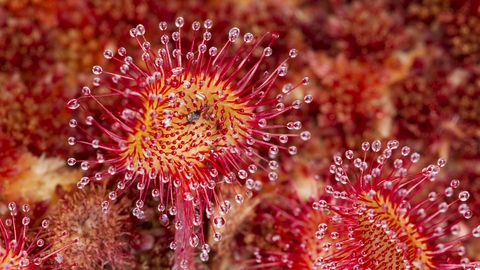 Round-leaved Sundew