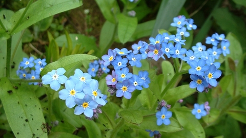 Wood Forget-me-not