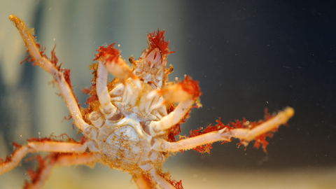 Great Spider Crab