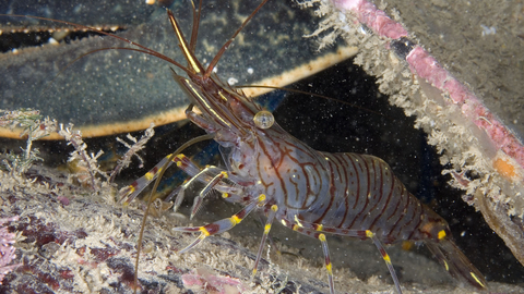 Common prawn