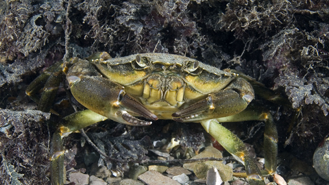 Shore crab