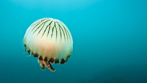 Compass jellyfish