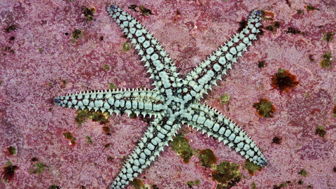 Spiny starfish