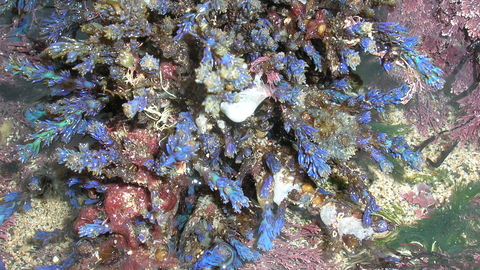 Rainbow wrack