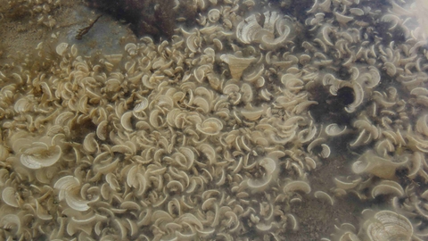 Peacock's tail seaweed