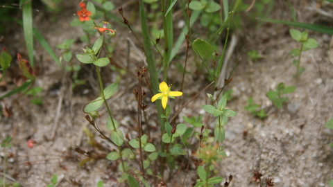  toadflax leaved st johns wort