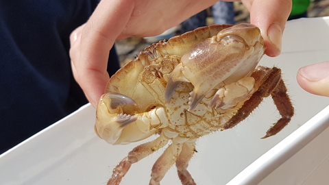 3 clawed Edible crab