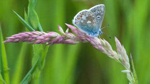 Common blue butterfly on grass