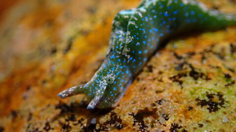 A green and blue sea slug