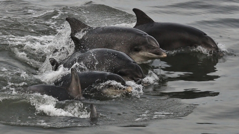 Bottlenose dolphins, credit Emily Cunningham