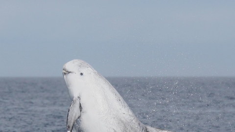 dolphin wildlife trusts