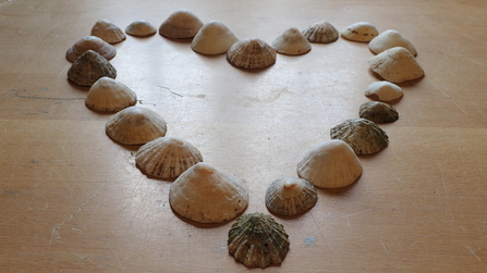 Limpet shell heart