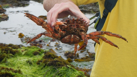 Spiny spider crab