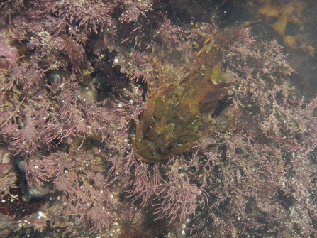 Long spined sea scorpion