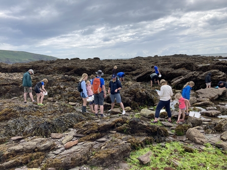 Shoresearch safari at Wembury