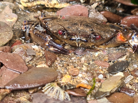 Velvet swimming crab - Wembury